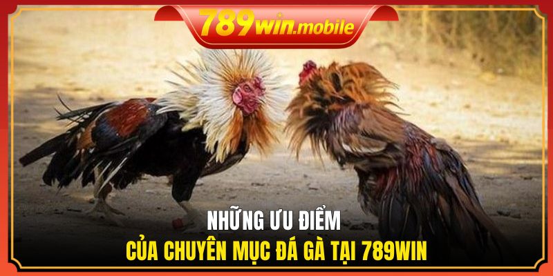 Những ưu điểm của chuyên mục đá gà tại 789WIN